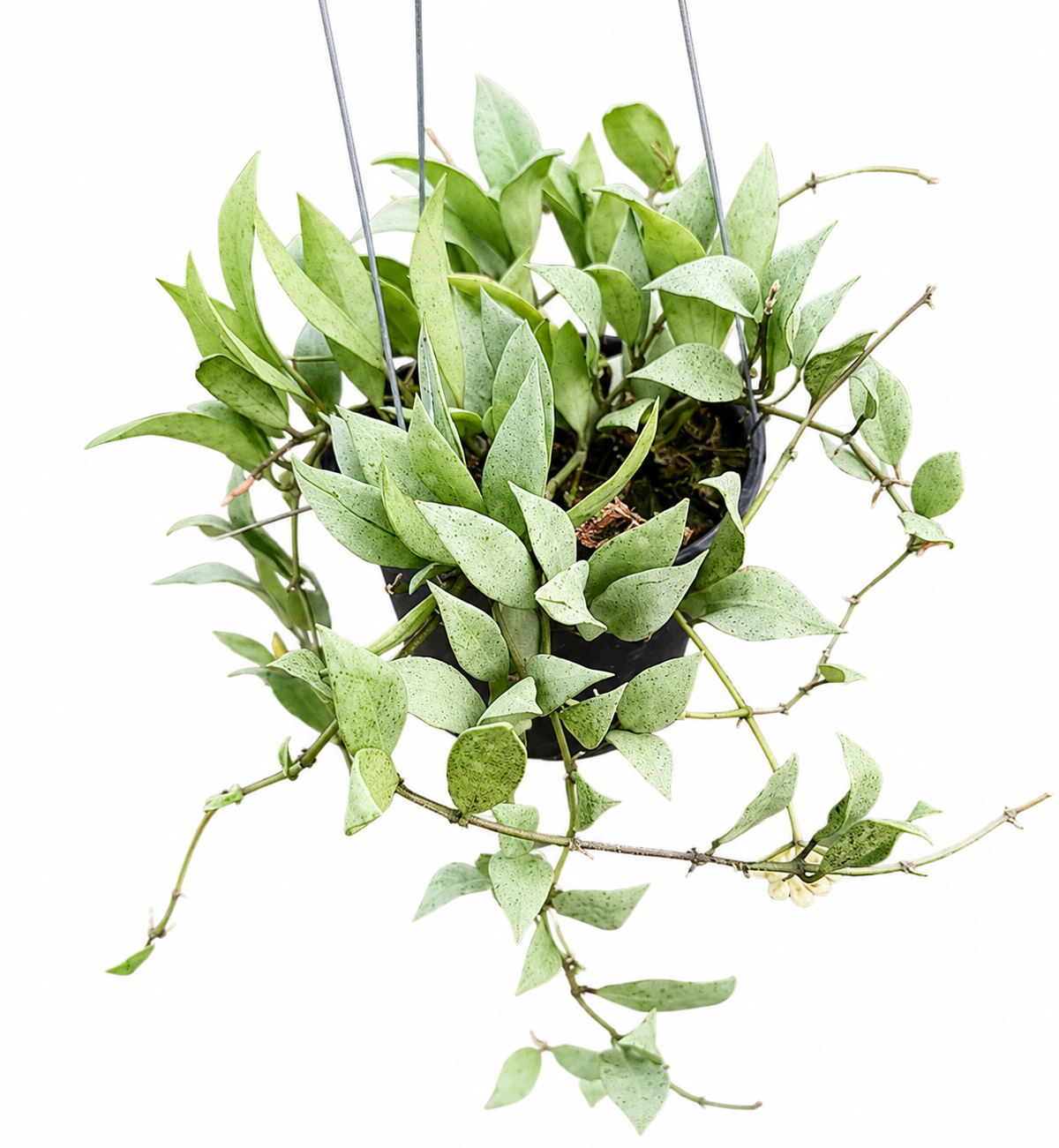 Hoya Lacunosa Silver