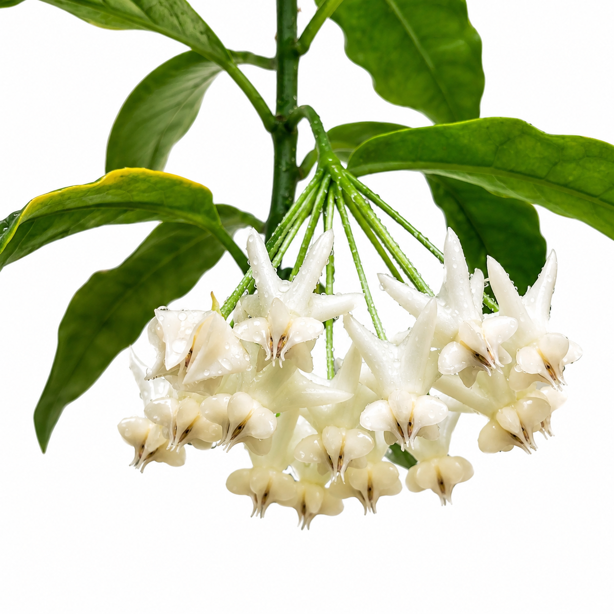 Hoya Lockii White