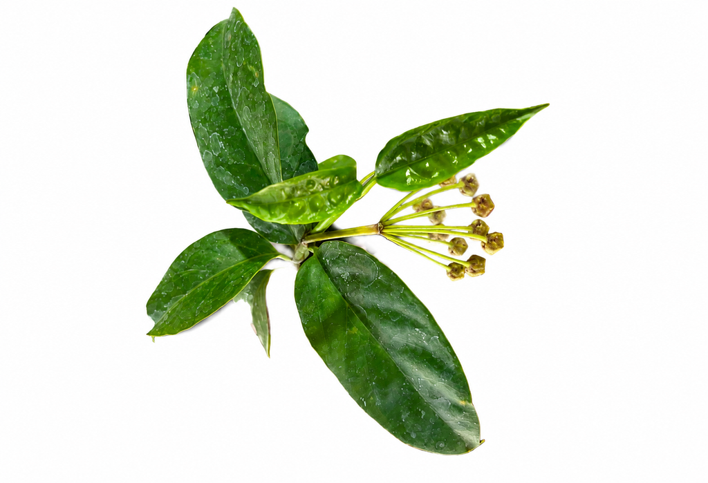 Hoya Praetorii
