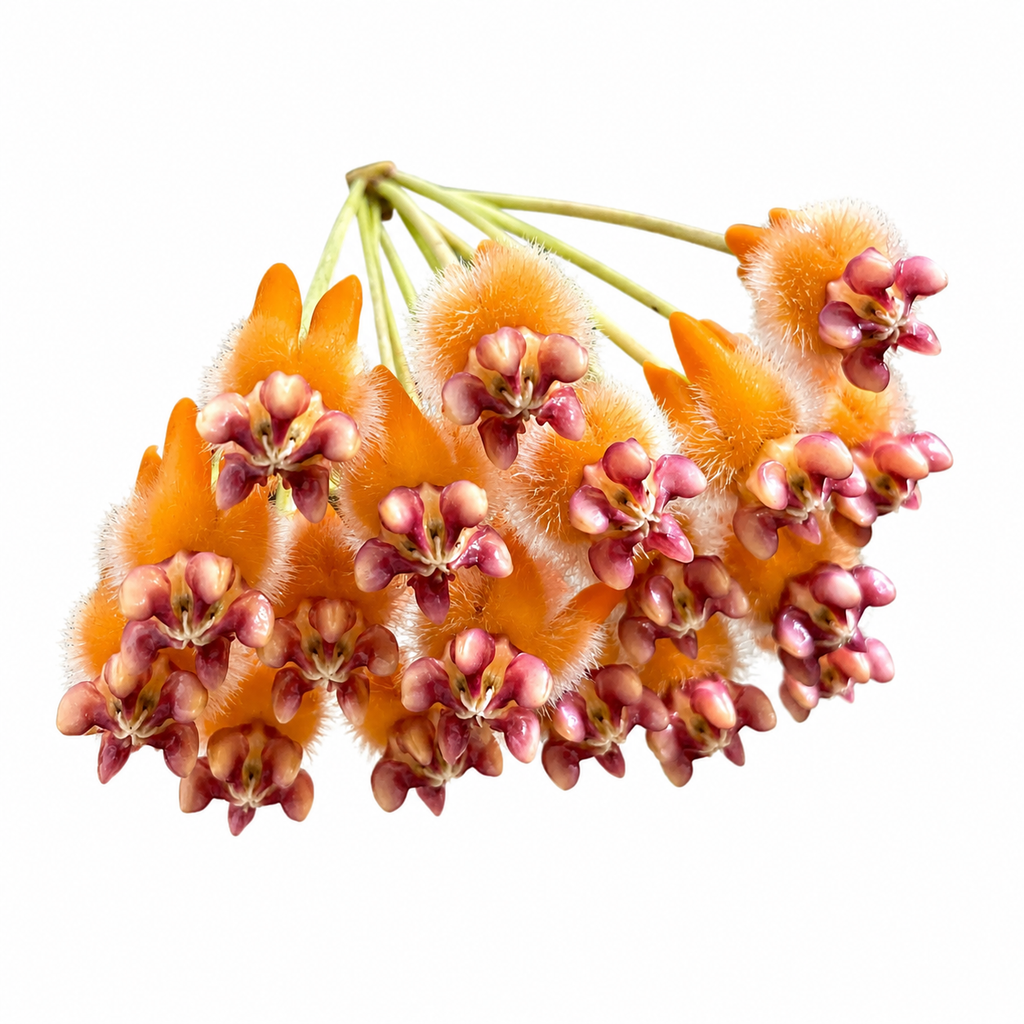 Hoya Praetorii