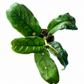 Hoya Villosa