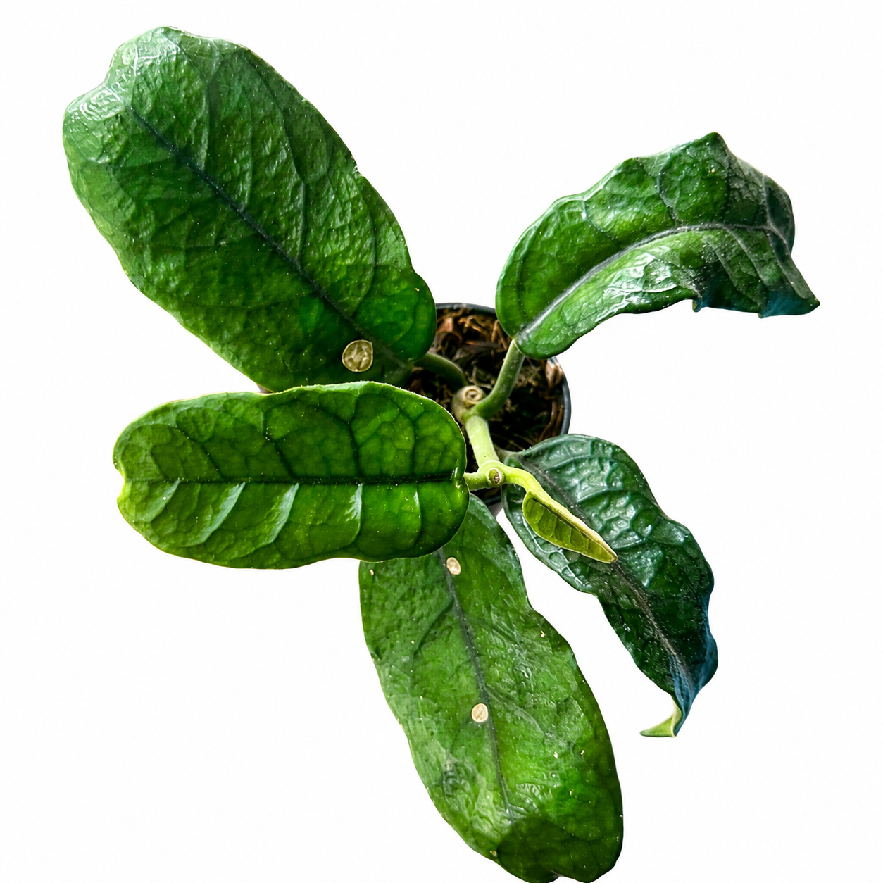 Hoya Villosa