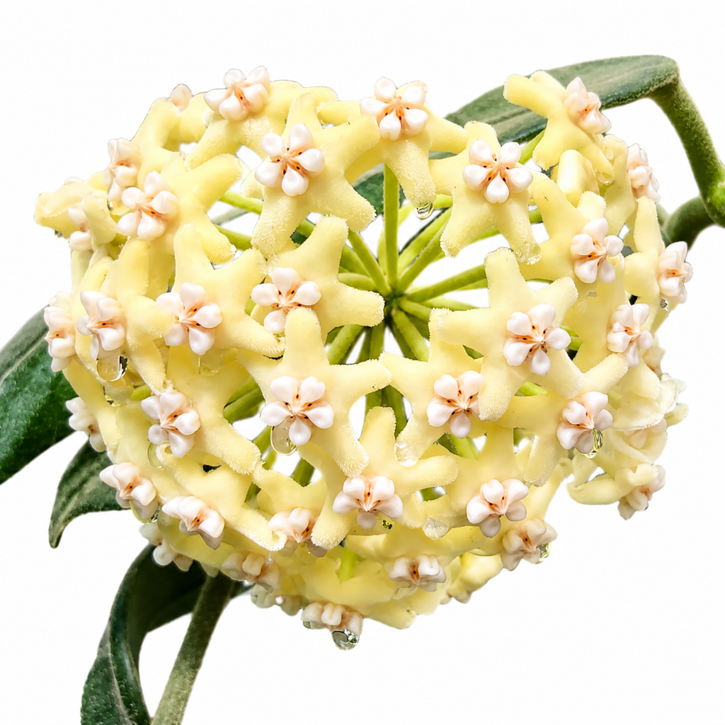 Hoya Villosa