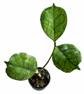 Hoya Svetlana