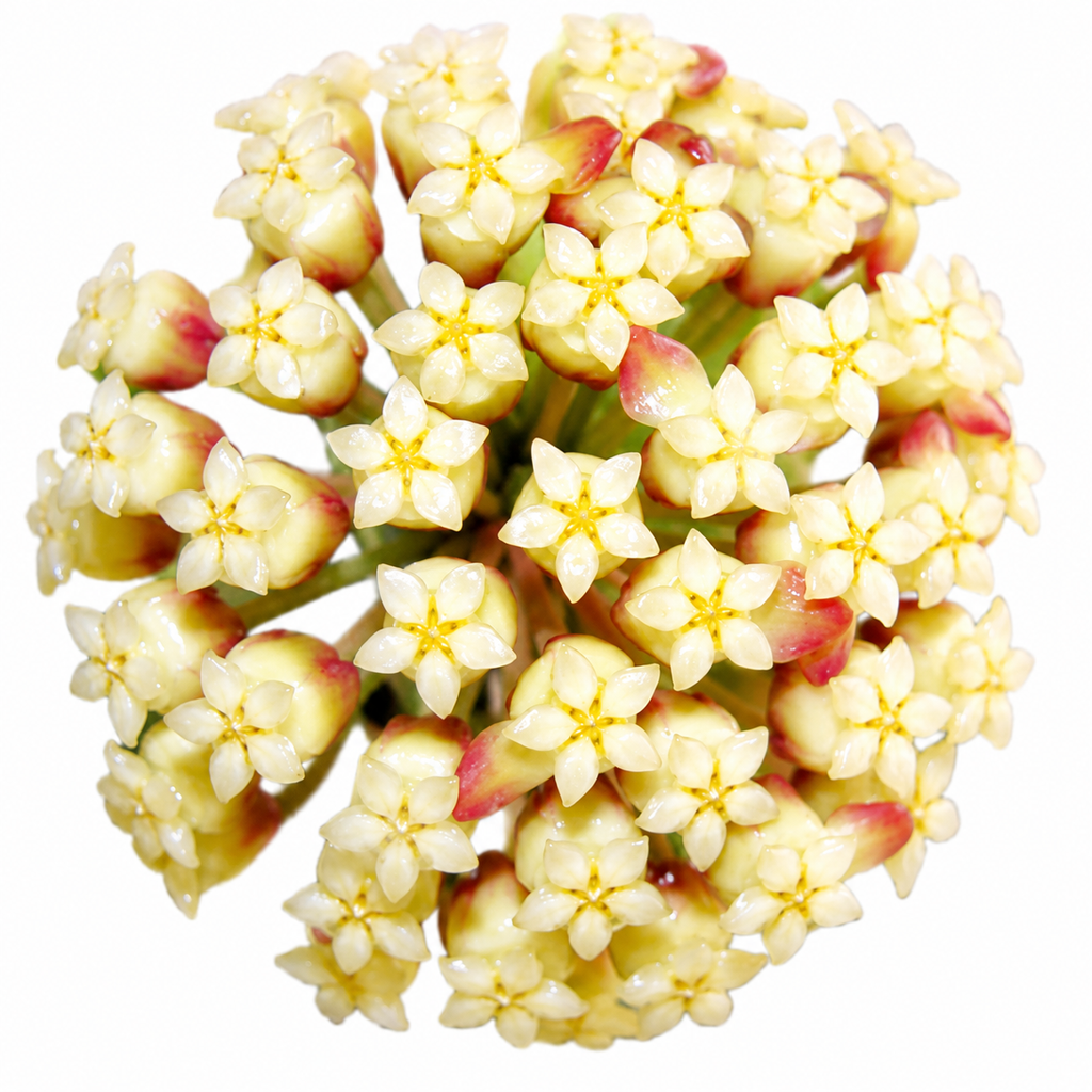 Hoya Svetlana