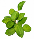 Hoya Fusco Marginata