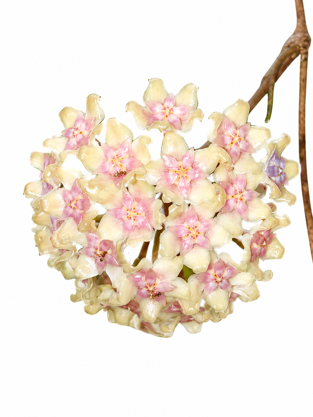 Hoya Fusco Marginata