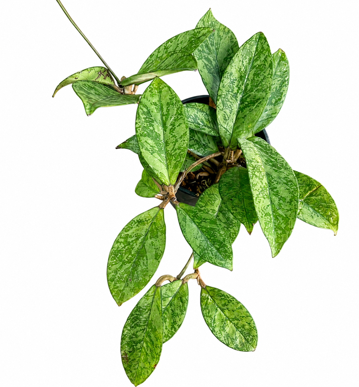 Hoya Crassipetiolata Splash