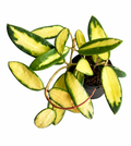 Hoya Acuta Variegated