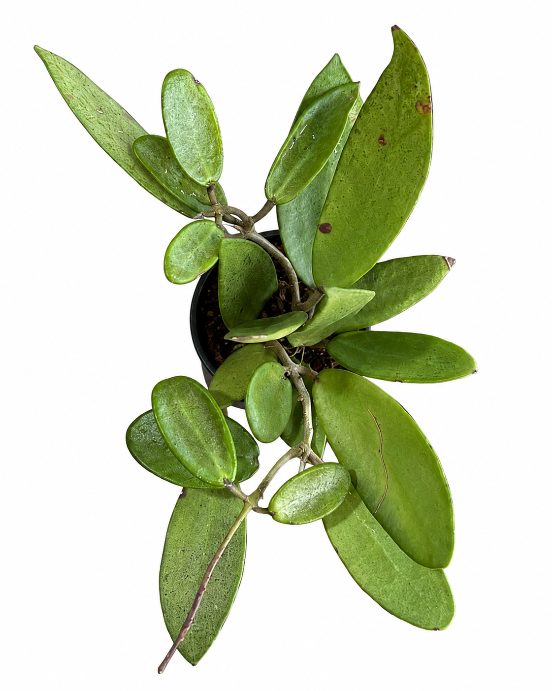 Hoya Silver Lady