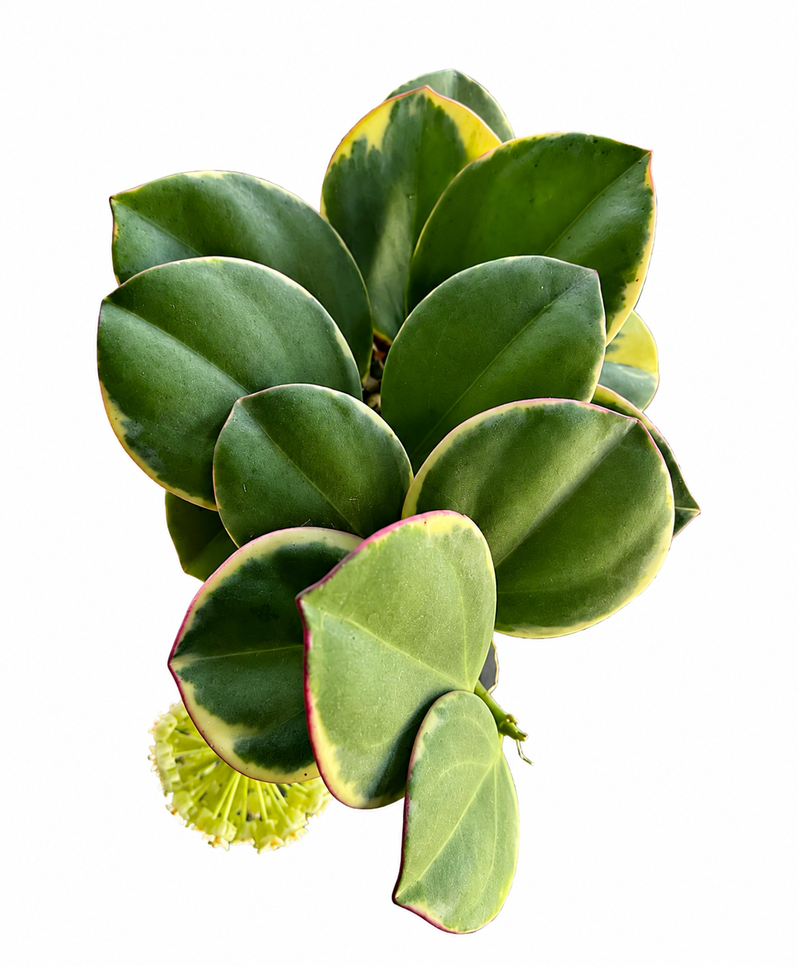 Hoya Pachyclada Albomarginata