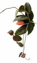 Hoya Caudata