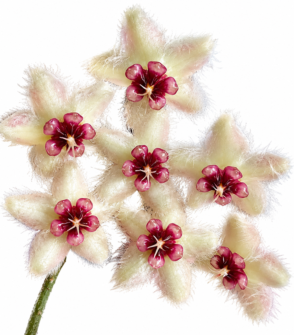 Hoya Caudata
