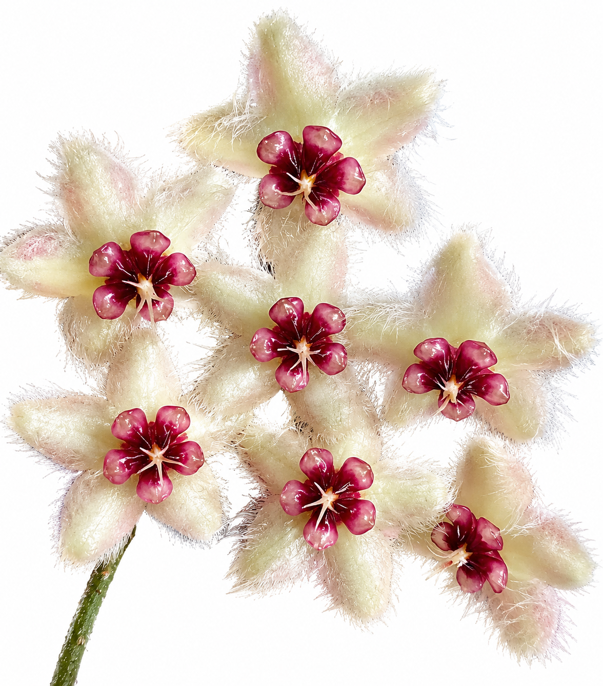 Hoya Caudata