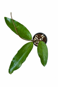 Hoya Lai Chau Long Leaves