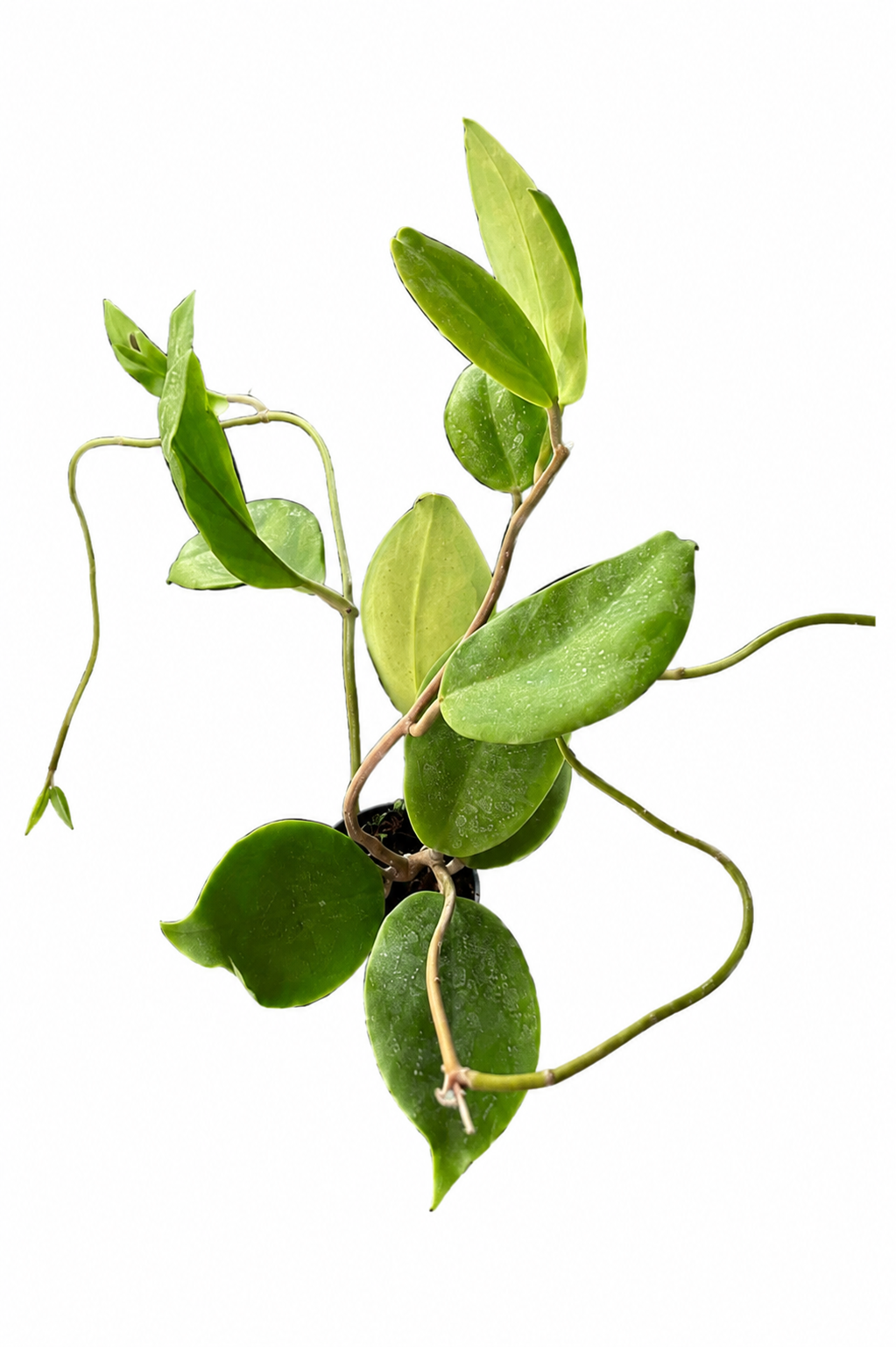 Hoya Incrassata
