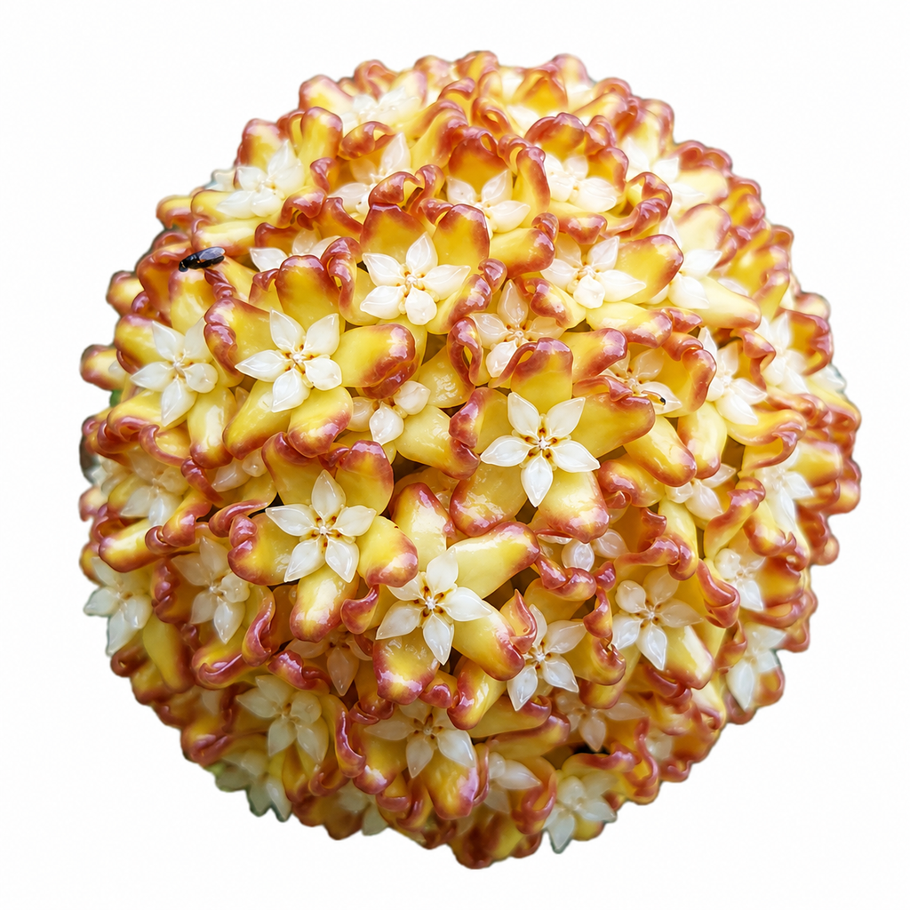 Hoya Incrassata