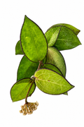 Hoya Icensis 023