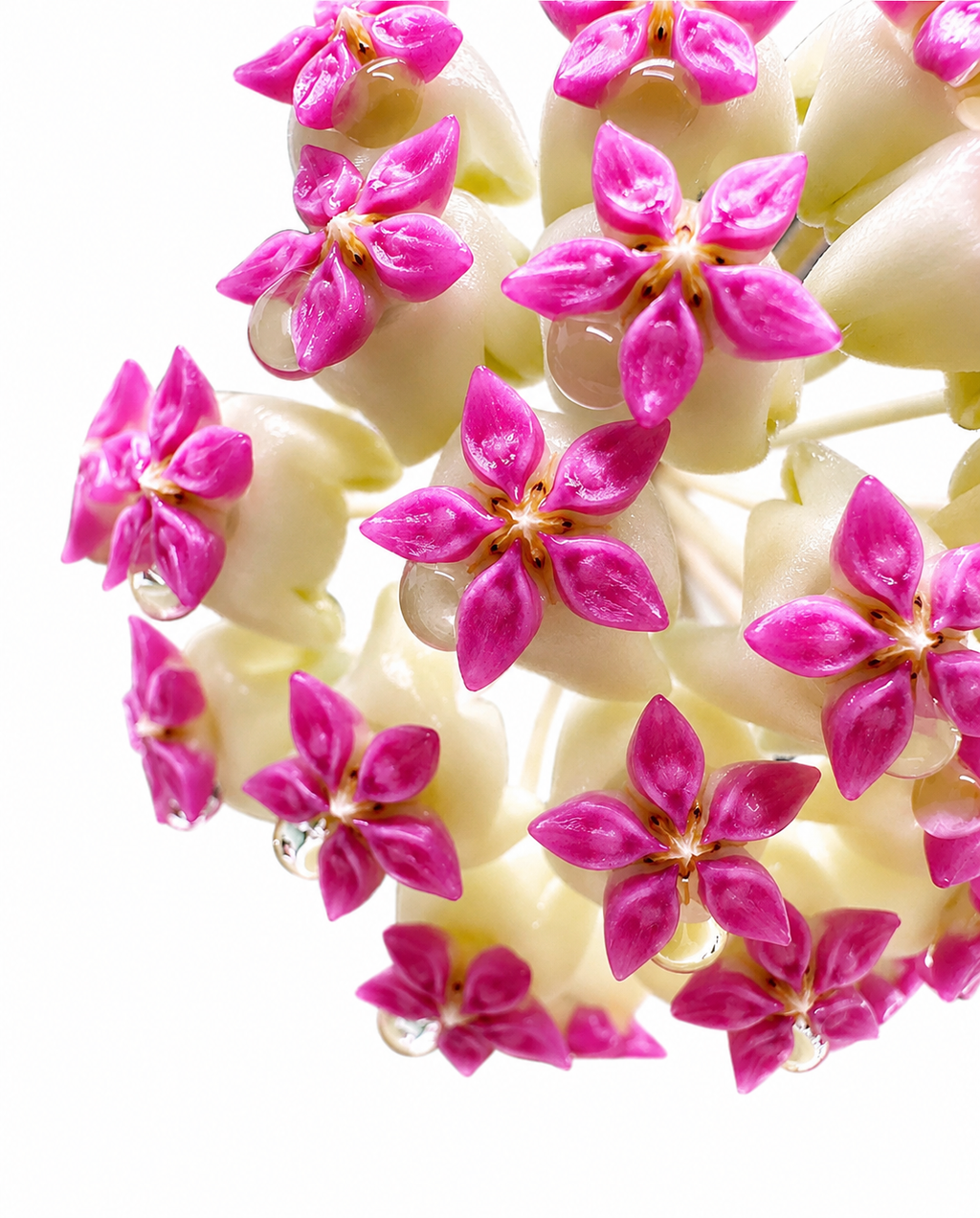 Hoya Icensis 023