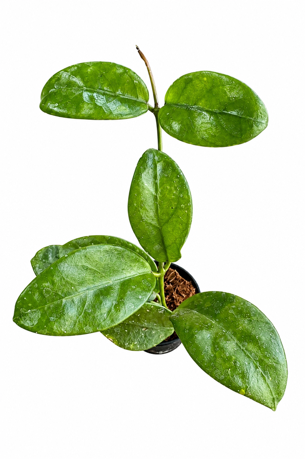 Hoya Nervosa Jokul