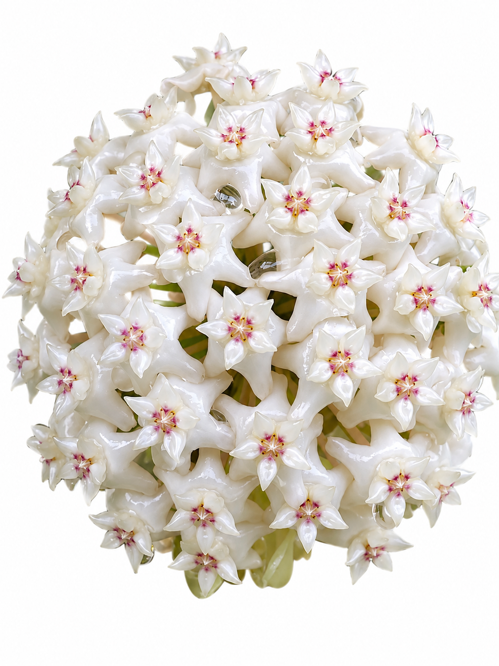 Hoya Nervosa Jokul