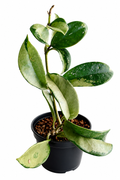 Hoya Silver Moon
