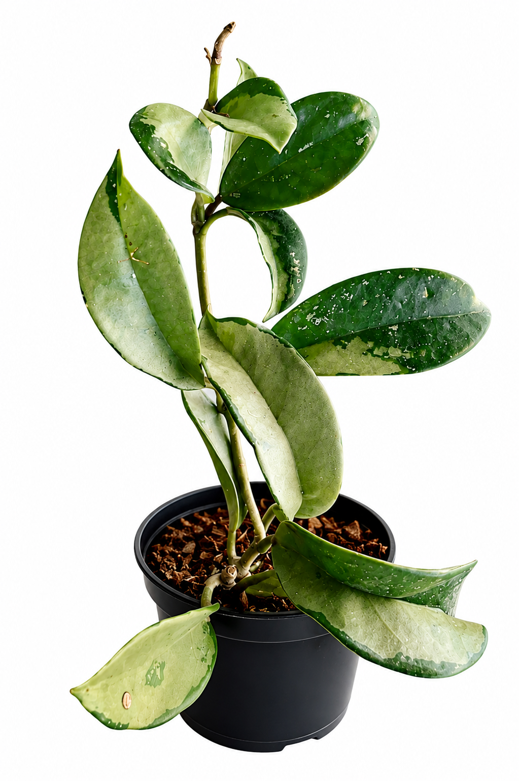 Hoya Silver Moon