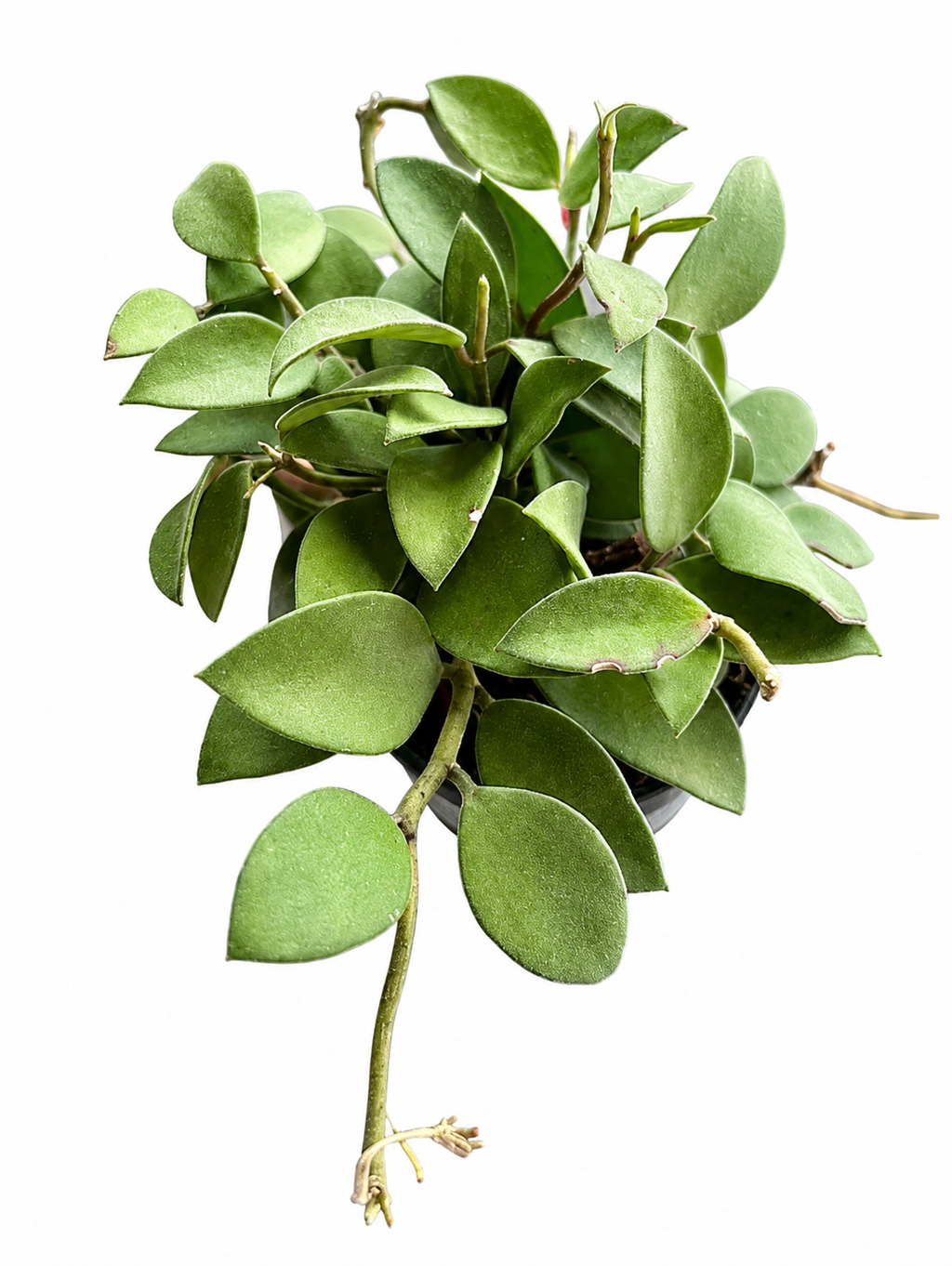 Hoya Nummalaroides