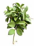 Hoya Nummalaroides