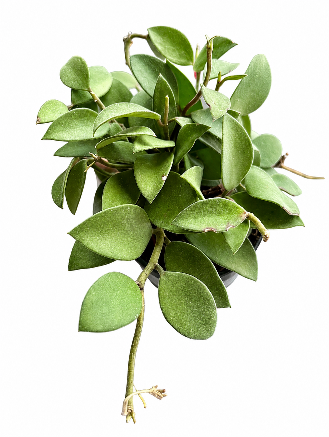 Hoya Nummalaroides