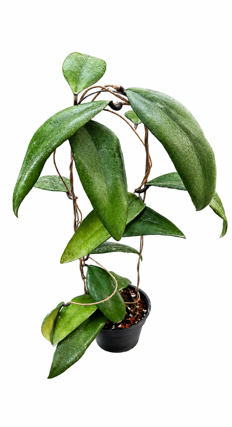 Hoya Towutiensis