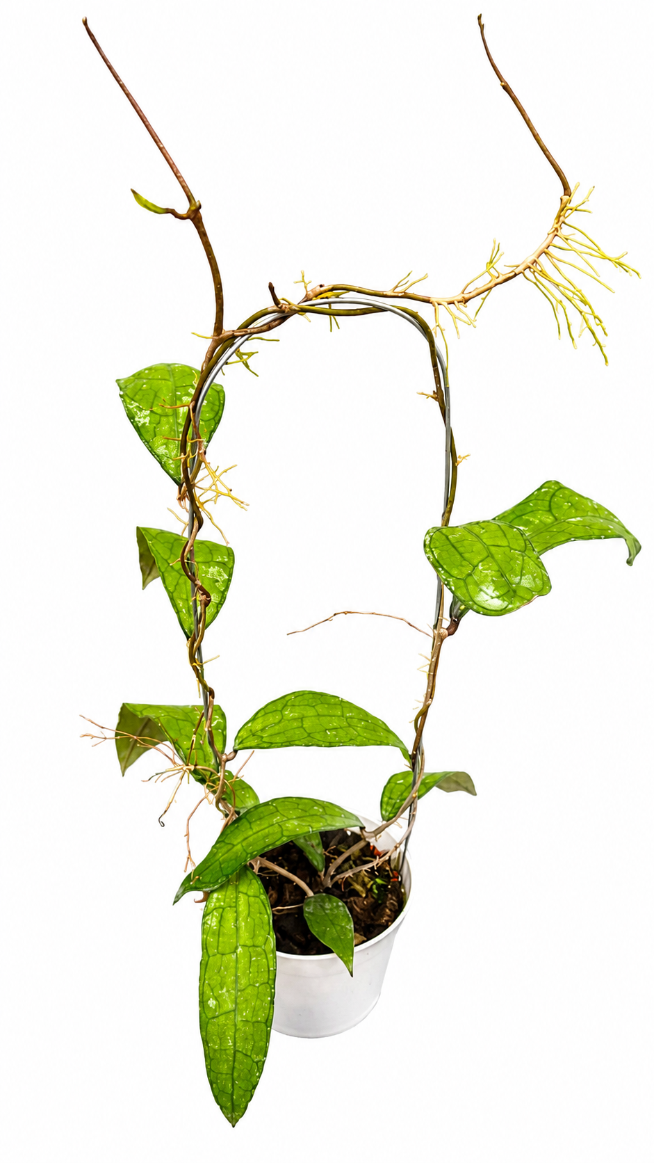 Hoya Clemensorium