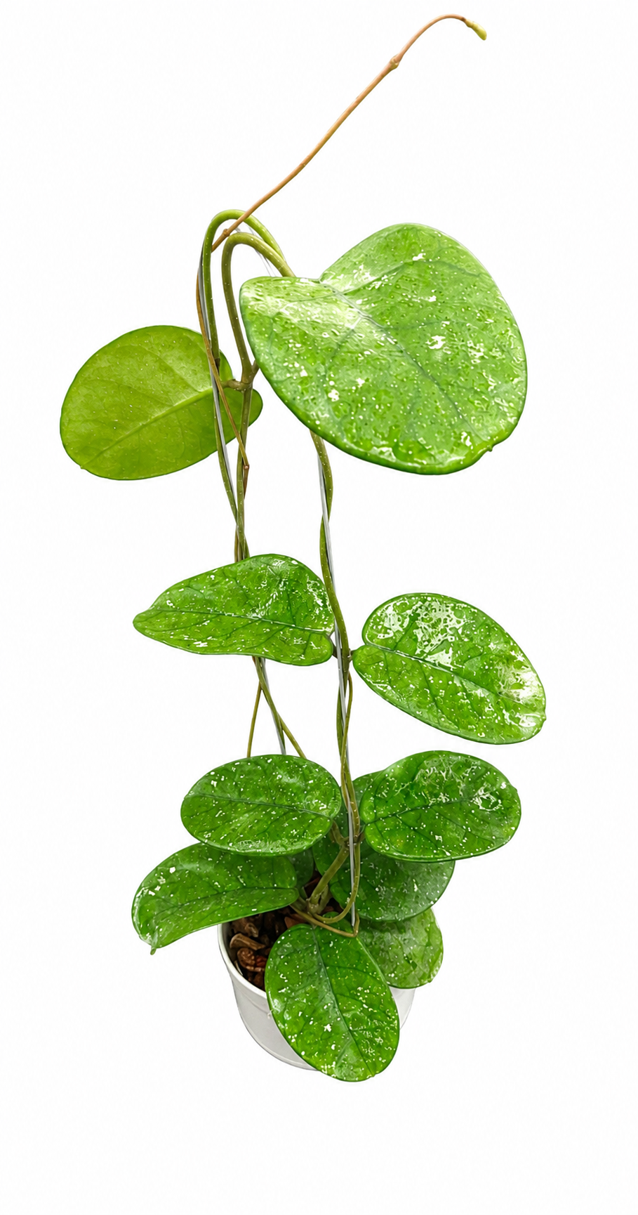 Hoya Bonii Round Leaf