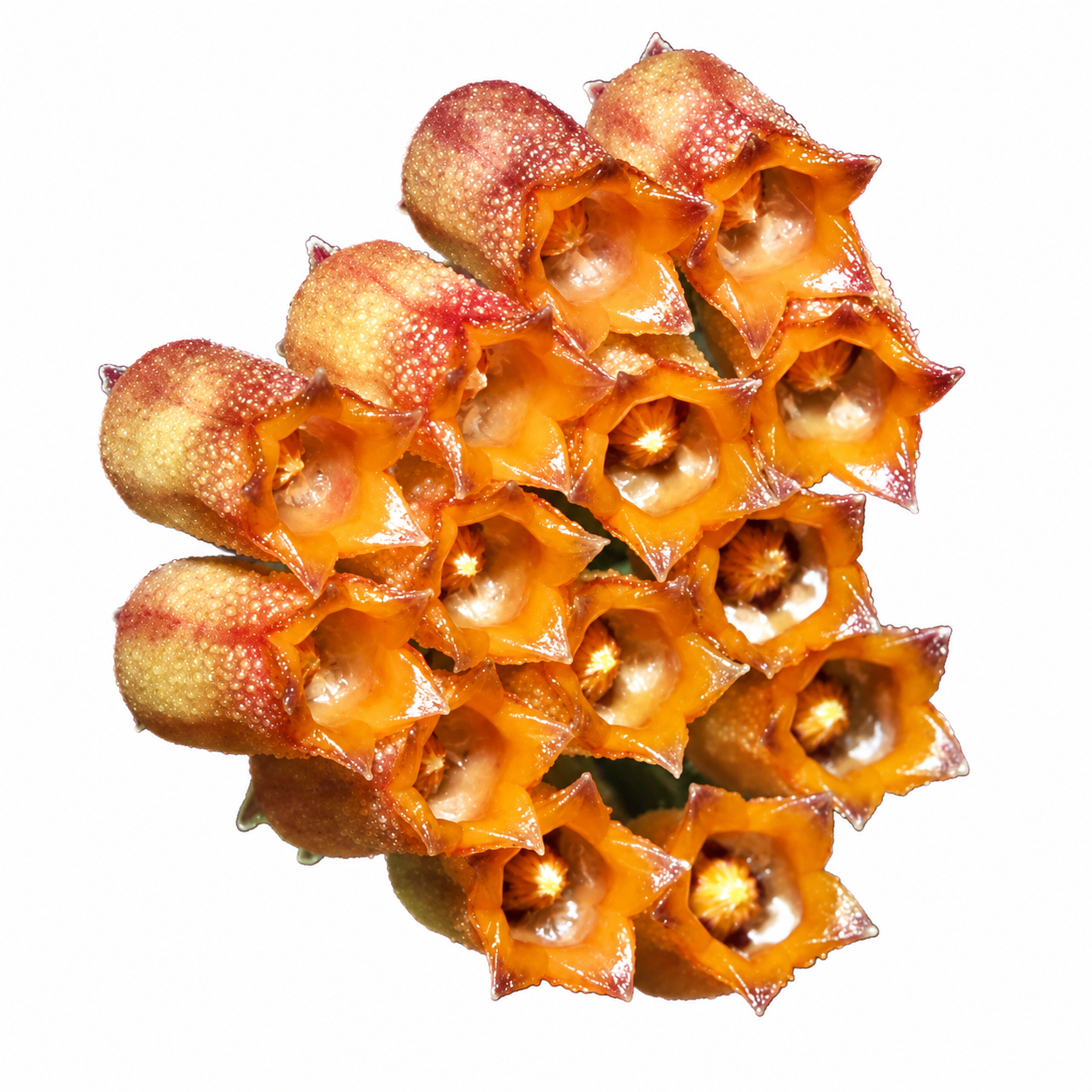 Hoya Mini Mamasa