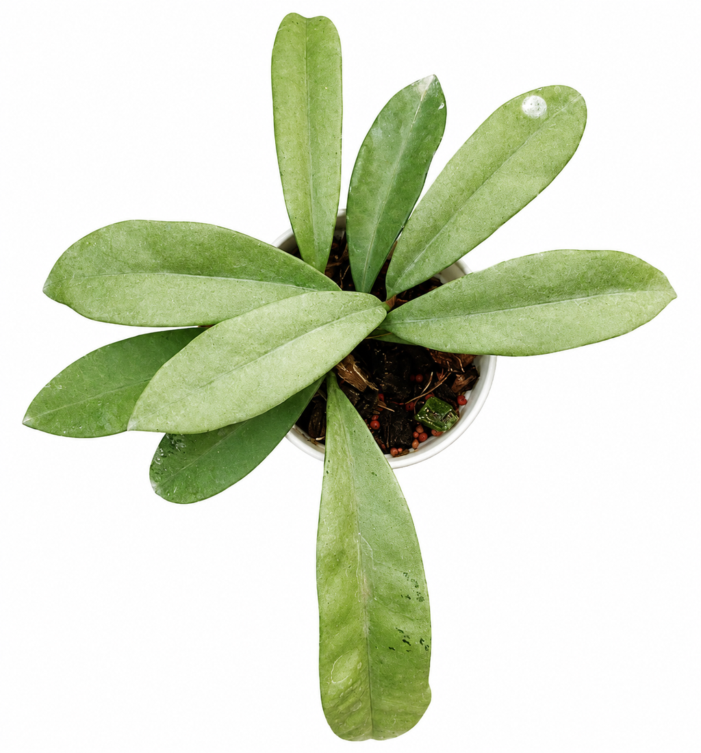 Hoya Griffithii Silver
