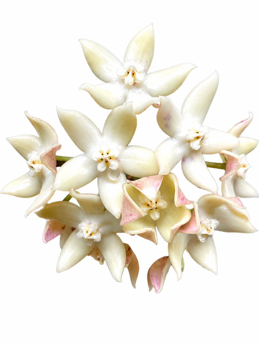 Hoya Griffithii Silver