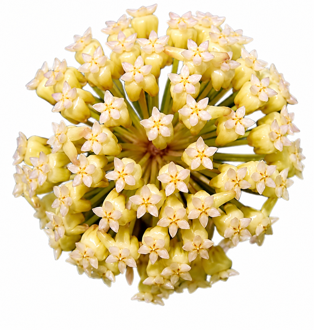 Hoya Golden Eye