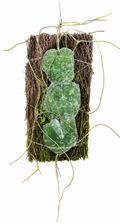 Hoya Imbricata Splash