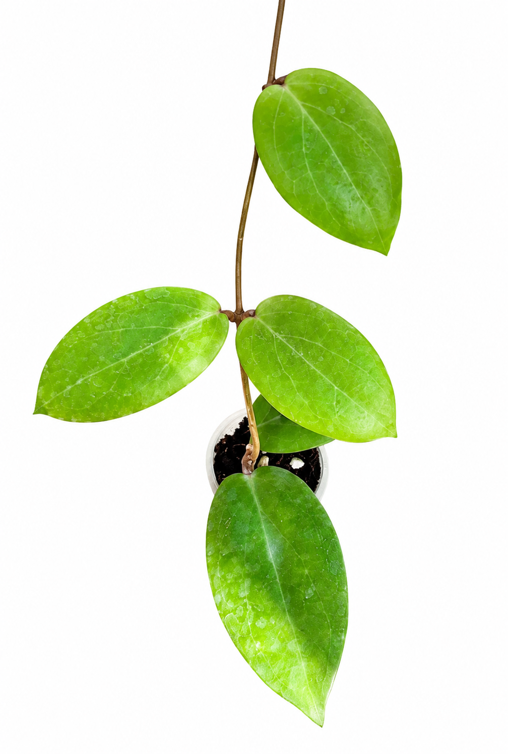 Hoya Fitchii Yellow