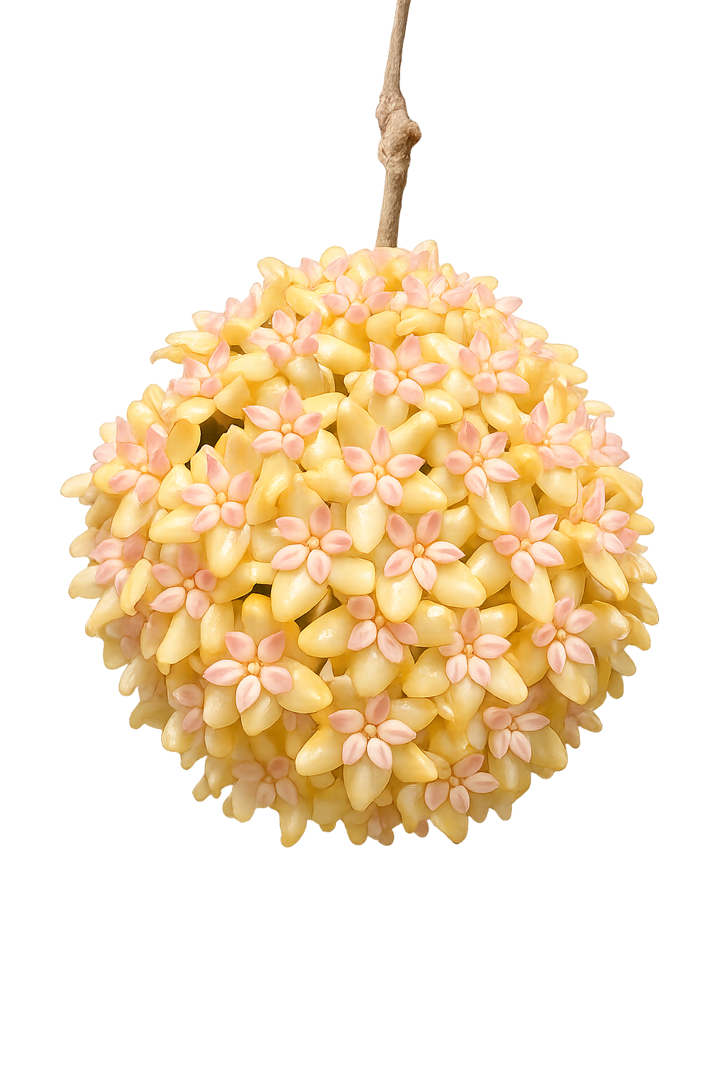 Hoya Fitchii Yellow
