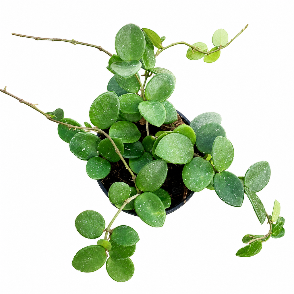 Hoya Mathilde