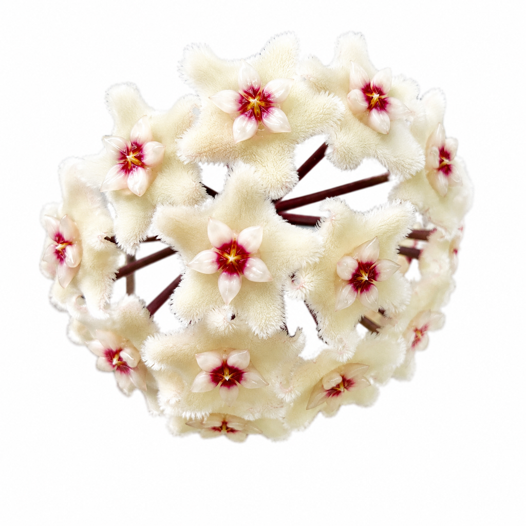 Hoya Mathilde