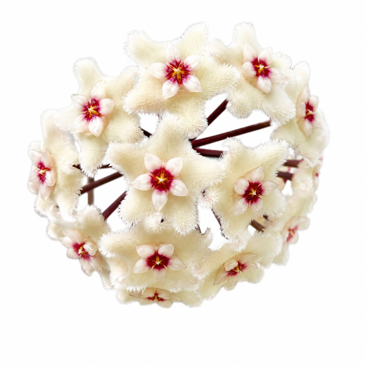 Hoya Mathilde