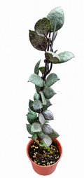 Hoya Lacunosa Violet