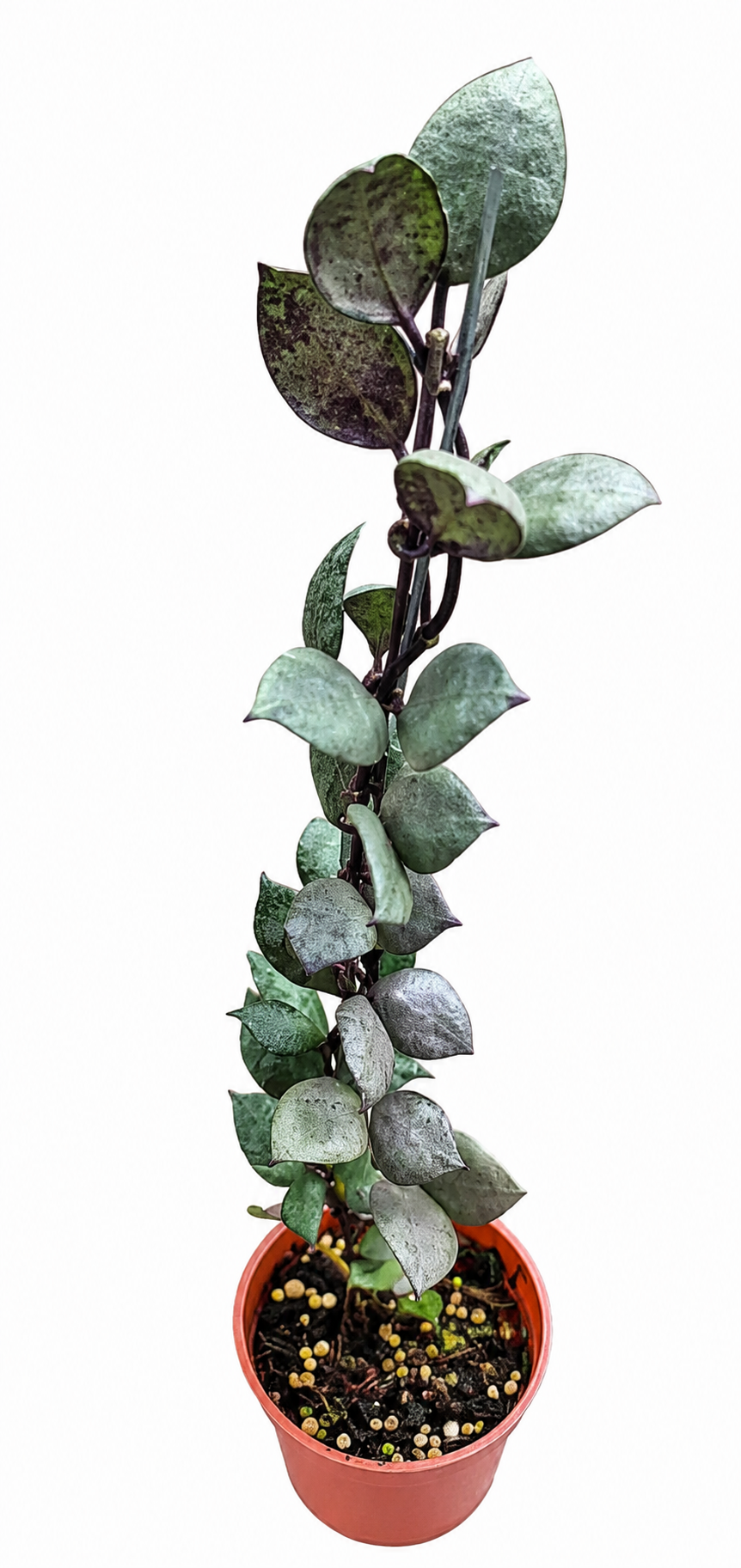 Hoya Lacunosa Violet