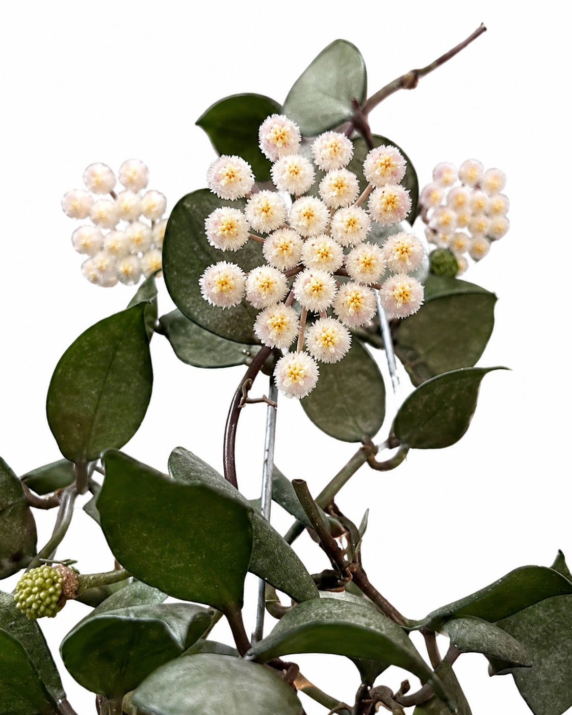 Hoya Lacunosa Violet