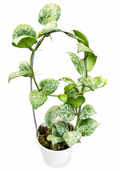 Hoya Lacunosa Sweet Love