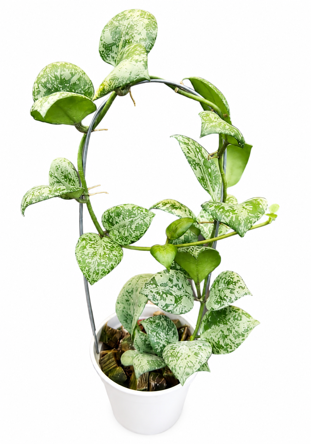 Hoya Lacunosa Sweet Love