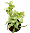 Hoya Lacunosa Golden Powder