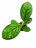 Hoya Green Hollow